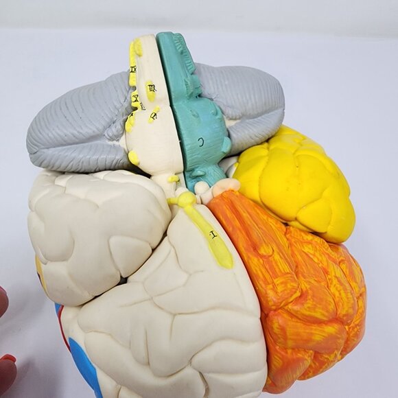Neuroanatomical Brain Model 6" Anatomically Accurate Educational Tool - Picture 4 of 7